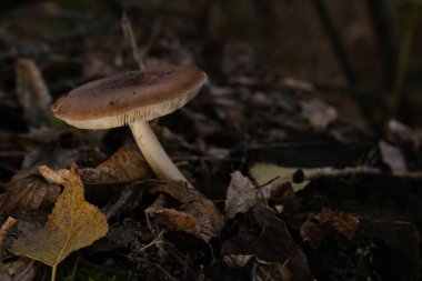 Geyik mantarı Pluteus cervinus bir huş ağacının gövdesinde ağaçların arasında..