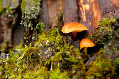 Flammulina velutipes, doğal ortamda yenilebilir bir mantar. bal agarik kış.