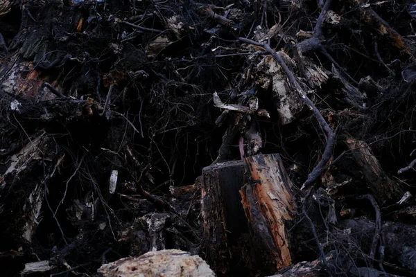 땅에서 뿌리가 그루터기 — 스톡 사진