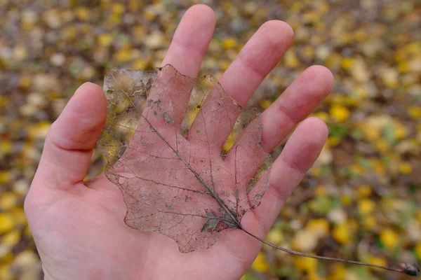 秋の紅葉の背景にある葉の骨格 — ストック写真
