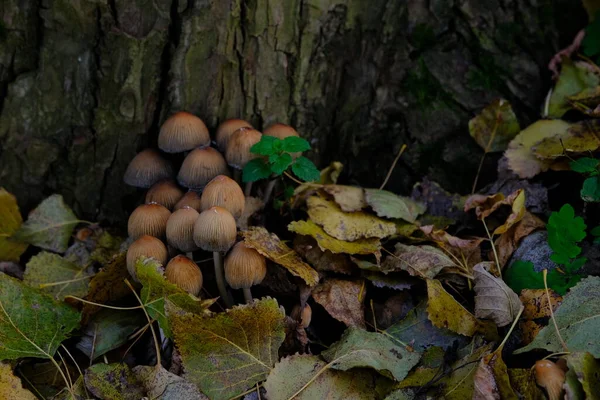 Cogumelo Coprinellus Micaceus Grupo Cogumelos Madeiras Natureza Floresta Outono — Fotografia de Stock