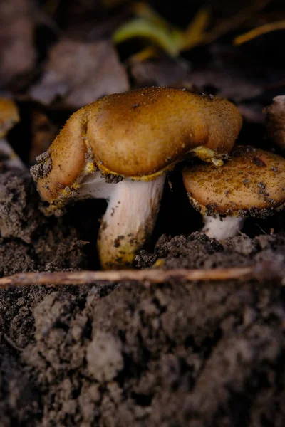 Essbarer Waldpilz Armillaria Mellea Allgemein Bekannt Als Honigpilz Pilzesammeln Ein — Stockfoto