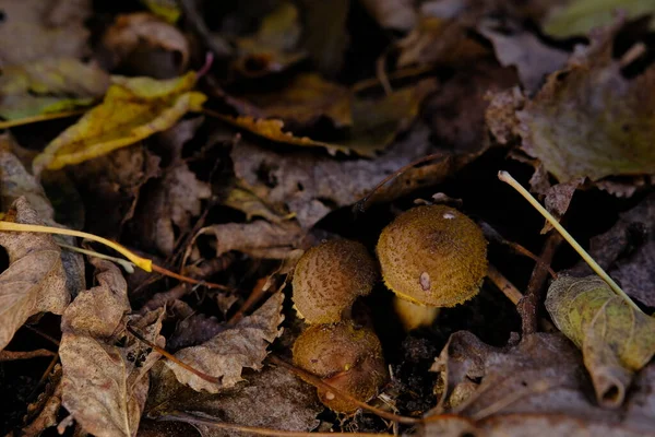 可食用的森林蘑菇金银花 俗称蜜菇 蘑菇采摘 细菌性弧菌属的一种放线菌属真菌 — 图库照片