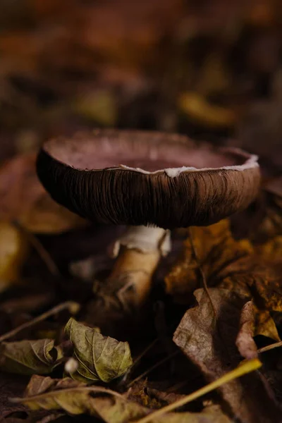 Cogumelo Agaricus Abaixo Folhagem Floresta Outono — Fotografia de Stock