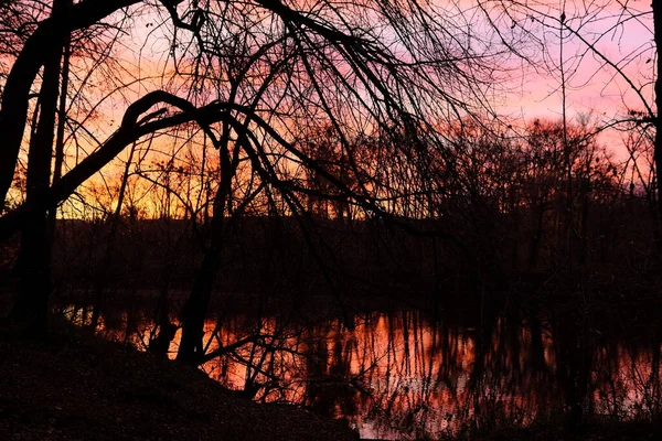 Ağacın Dallarında Kanlı Bir Günbatımı Kızıl Günbatımı Gökyüzü Lanet Olası — Stok fotoğraf