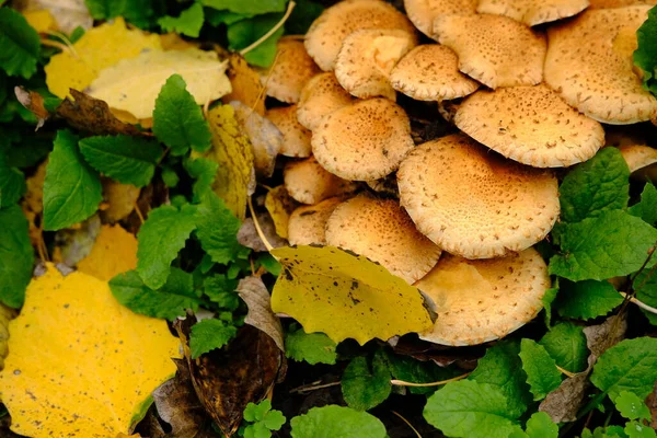 Group Shaggy Scalycap Mushrooms Pholiota Squarrosa Una Especie Hongo Familia — Foto de Stock