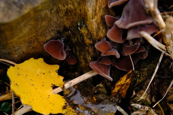 秋の森の中で 木の耳 ユダヤ人の耳 ゼリーの耳として知られる食用キノコ アウルリア ユダエ — ストック写真