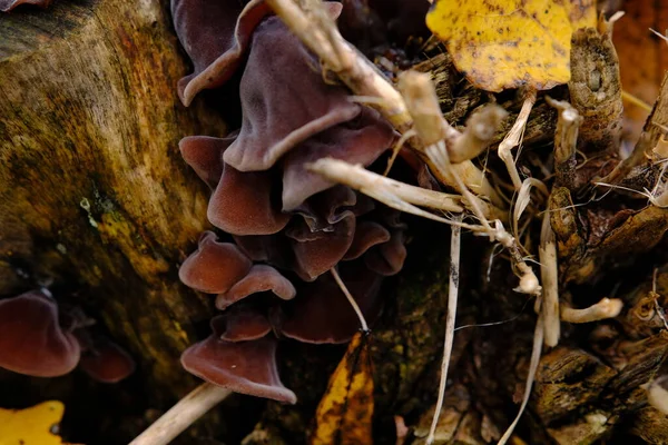 秋の森の中で 木の耳 ユダヤ人の耳 ゼリーの耳として知られる食用キノコ アウルリア ユダエ — ストック写真