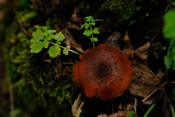 致命的なウェブキャップ森の中のコルティナリウス ルベルス毒キノコ — ストック写真
