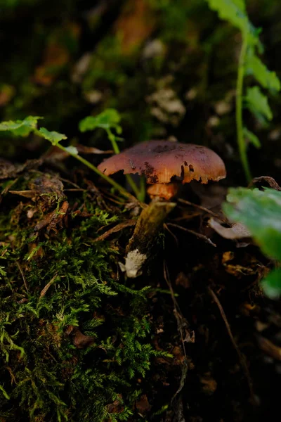 致命的なウェブキャップ森の中のコルティナリウス ルベルス毒キノコ — ストック写真