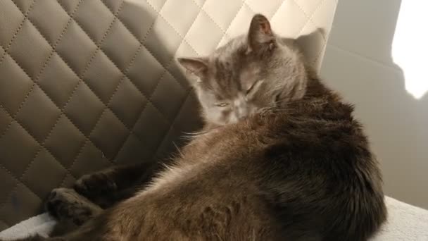 고양이 마리가 의자에 씻는다 고양이 고양이 고양이에 사이트입니다 고양이의 — 비디오