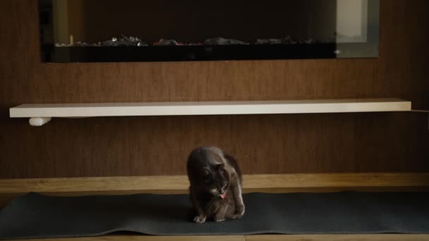 Британская Кошка Сидит Облизывает Себя Чистой Милая Маленькая Синяя Британская — стоковое видео