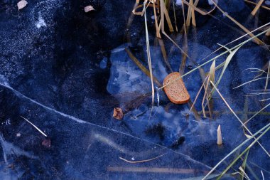 Kış başında balık yemi olarak buz nehrinin üzerinde kahverengi bir dilim ekmek. Mavi buzun arka planında hava kabarcıkları olan bir kamış var.