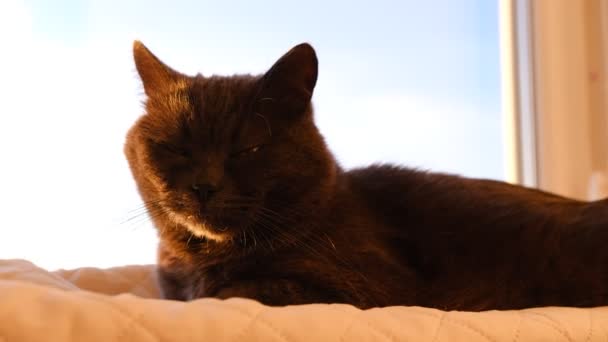 日落时分 纯正的英国山猫躺在窗台上 — 图库视频影像