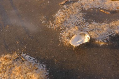 Close-up of piece of ice and cane seeds on frozen river. River at winter. Sunset light