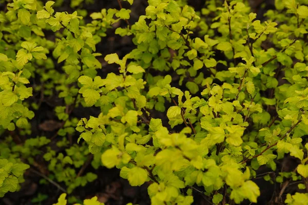 Grote Helder Groene Bush Spiraea Japonica Gouden Prinses Lente Kleuren — Stockfoto