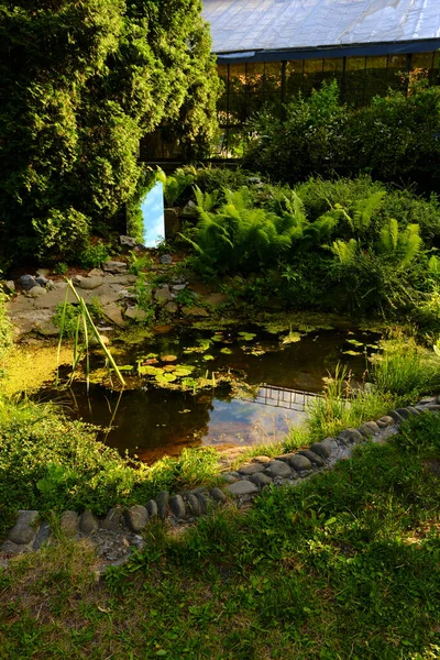 美しい小さな庭園の池 石の岸 背景にある温室の鏡 そして雨の後の多くの装飾的な永遠の緑 選択的な焦点 デザインのための自然コンセプト — ストック写真
