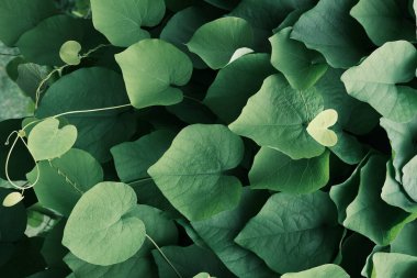 Sinomenium akutumunun kalp şeklindeki yapraklarını kapat.