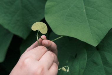 Sinomenium akutumunun kalp şeklindeki yeşil yaprağını tutan erkek eli.