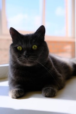 Pencerenin yanında yatan gri İngiliz kedisi. Pencerede oturan sevimli kedi yavrusu..