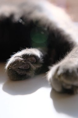 Pencerenin yanında yatan gri İngiliz kedisi. Şirin kedi ayakları..