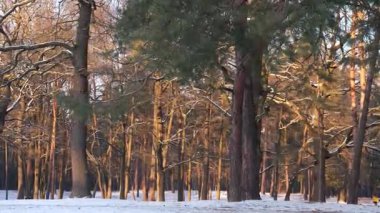 Karlı bir çam ormanı, batan güneşin sıcak altın ışınları altında parlar ve ağaçların arasından süzülen yumuşak güneş ışığıyla sakin ve büyüleyici bir kış manzarası yaratır.