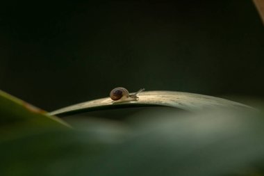 Brown Snail on Green Leaf, Snail Crawling on Leaf. Macro. Close-up images. Helix Pomatia also Roman Snail, Beautiful background