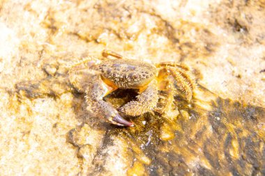 Crab on the beach, Close up crab at the beach. Macro photography