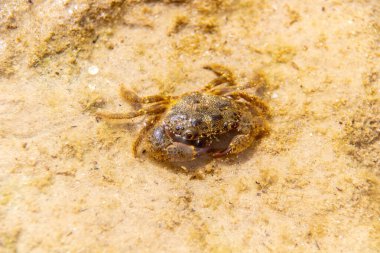 Crab on the beach, Close up crab at the beach. Macro photography