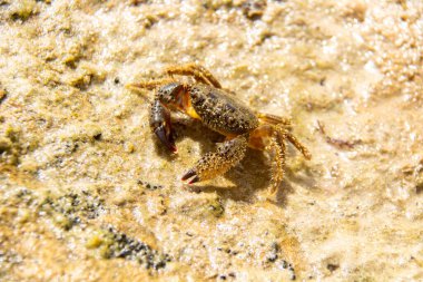 Crab on the beach, Close up crab at the beach. Macro photography