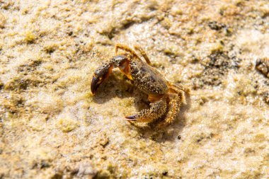 Crab on the beach, Close up crab at the beach. Macro photography