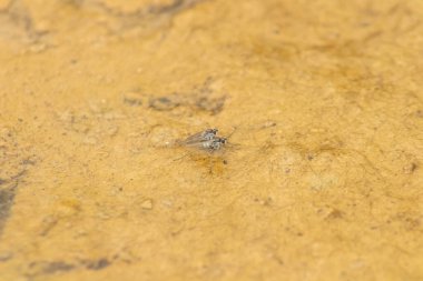 Two flies make love on the ground in the wild, close-up of the photo