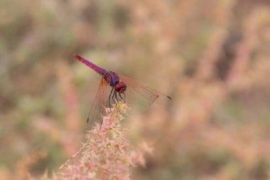 Red dragonfly on a flower in the wild, closeup of photo. Macro photo