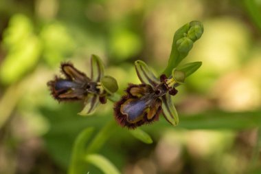 Ophrys Bifolium in the wild nature or in the garden.