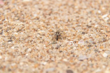 Small spider on the sand. Shallow depth of field. Selective focus.