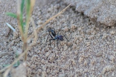 Black ant on the ground, close-up view of ant. Macro photo