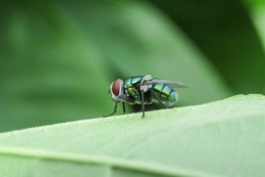 Fly on green leaf in the wild nature or in the garden.