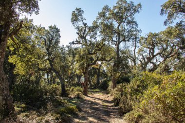 Landscape view of a path surrounded by old oak trees. Beni Metir, Jendouba, Tunisia