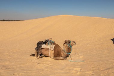 Camel resting on sand dunes in Douz, Kebili, Tunisia. Camel in desert concept. Africa