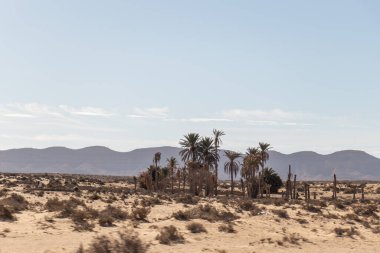 Palm trees in the Desert, in Douz, Kebili, Tunisia, Africa