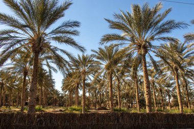 Palm trees in the oasis of Douz, Kebili, Tunisia, Africa