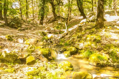 Ormandaki dağ nehri. Ormandaki dağ nehri, Tunus manzarası Ain Draham, Jendouba, Tunus