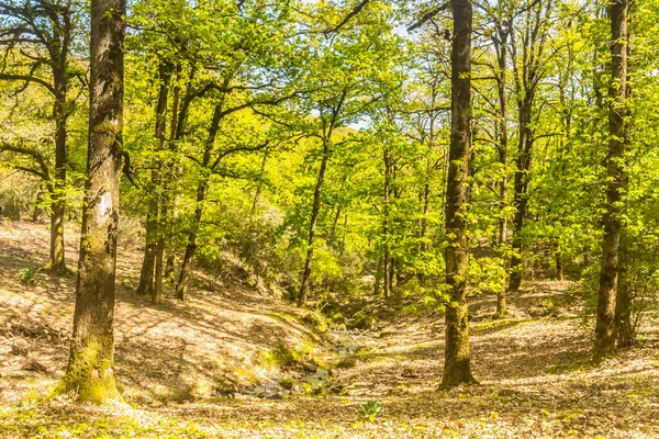 Vacker Grön Skog Våren Natur Bakgrund Med Kopia Utrymme Tunisiskt — Stockfoto