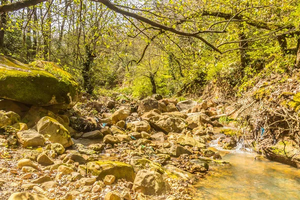 Ormandaki dağ nehri. Ormandaki dağ nehri, Tunus manzarası Ain Draham, Jendouba, Tunus