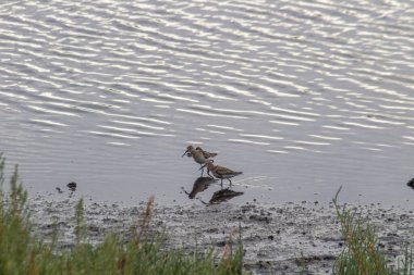 Dunlinler sığ sularda beslenir..