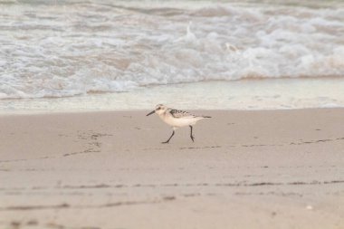 Tunus, Tunus 'ta kumlu bir sahilde Sanderling