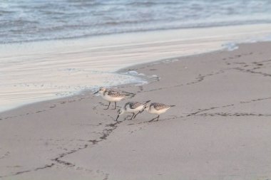 Tunus, Tunus 'ta kumlu bir sahilde Sanderling