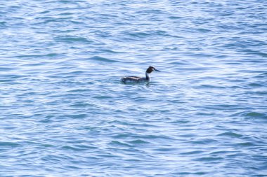 Denizin gök mavisi sularında dinlenen büyük bir ibikli.