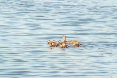 Yaban ördeği ve ördek yavrularının yüzüşünü yakından takip et.