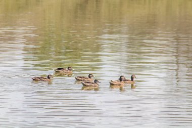 Suda Yüzen Yaban ördekleri Huzur Grubu